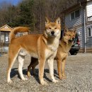 봄강아지 이미지