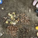 도토리의꿈 이미지