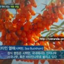 손톱나무 이미지