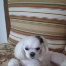 정원 양한방동물병원 이미지