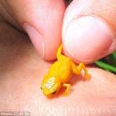 황금개구리 이미지