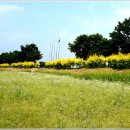 2022-5월 24(화)전북 황룡강변수변공원 엘로우 꽃잔치 봄꽃축제 이미지