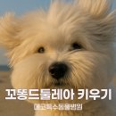 목화병원 | 폭신한 목화솜 꼬똥드툴레아 Coton de Tulear 성격, 케어방법, 주요질병