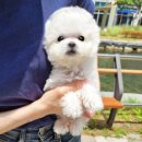 강아지분양 멍블랑 인천청라본점 네이버블로그