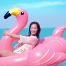 플라밍고