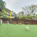 도그런살롱 이미지