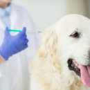 드림24동물병원 이미지