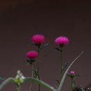 아름다운 노래, 민요 이미지