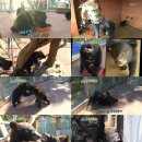 맹수 농장 이미지