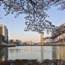 잠실/석촌호수_토스카노[벚꽃 데이트 후에 분위기 있는 레스토랑에서 맛있는 식사까지]