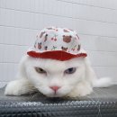 잔다냥 천안점 이미지