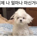 후크전자담배