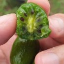 다래농장2 이미지