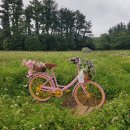곱다시제주 이미지