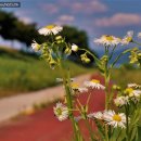 만경강길 6코스 이미지