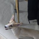 퍼피무드 이미지