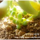 천사다육 - 함양군 화촌길 54-3 | 천사다육