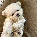 김해 강아지분양 고양이분양 도그하우스 대성점 이미지