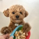 두두 정비 서비스 | 양주 옥정 호수공원 강아지 애견수제간식 두두댕댕