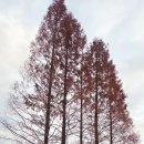 배다리박물관 | “양평 세미원·두물머리 반나절 코스🌿 배다리 인생샷 명소 총정리!”
