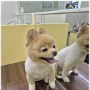 노 나 | 부산애견돌봄 노스트레스 애견미용 나,비야 체험 후기