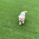 송이애견 | 송이 유치원 등록한 멍치원 후기 광안애견유치원 만족