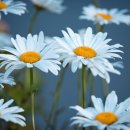 키다리아저씨2 이미지