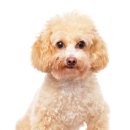 21세기동물병원 이미지