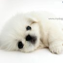 승연이네 Daum카페