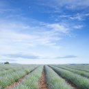 프랑스올리브 이미지