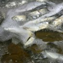 후루룩바지락칼국수 이미지