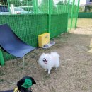 하이리보 | 제주도애견카페 하이리보