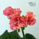 화경슈퍼