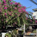 내몸살리는 요가(C반) | 태국 치앙마이 여행 - 3일차. 또 요가한다고? 또 쇼핑한다고?