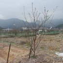 청솔바이오