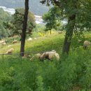 칠곡양떼목장 이미지