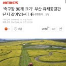 '축구장 80개 크기' 부산 유채꽃경관단지 갈아엎는다 이미지