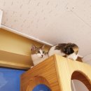 묘랑 고양이 전문호텔 이미지