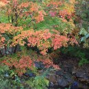 곰배령 쥐와 돼지 이미지