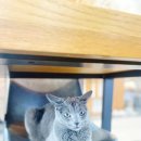 오드그루밍 이미지