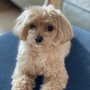 반려견 셀프미용 이미지