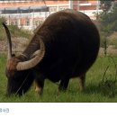 버팔로 이미지