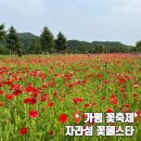 [2025 자라섬 꽃축제] 가평 6월 꽃페스타 입장료, 주차, 먹거리 정보 총정리
