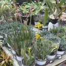 동읍752 | 창원 동읍 꽃집 <고현식물원> 추천