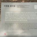 수완동 왕버들 이미지