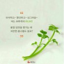 미나리 Daum카페
