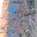 2023.영남알프스 신불산 은메달 첫도첫으로 가지산 ~운문산 산행. 이미지