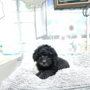 아리랑밸리켄넬 이미지