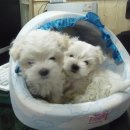 똥강아지 이미지