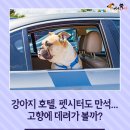 강아지 호텔 이미지